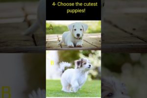 choose the cutest puppies | cute puppies | puppies | #shorts #youtubeshorts #puppy