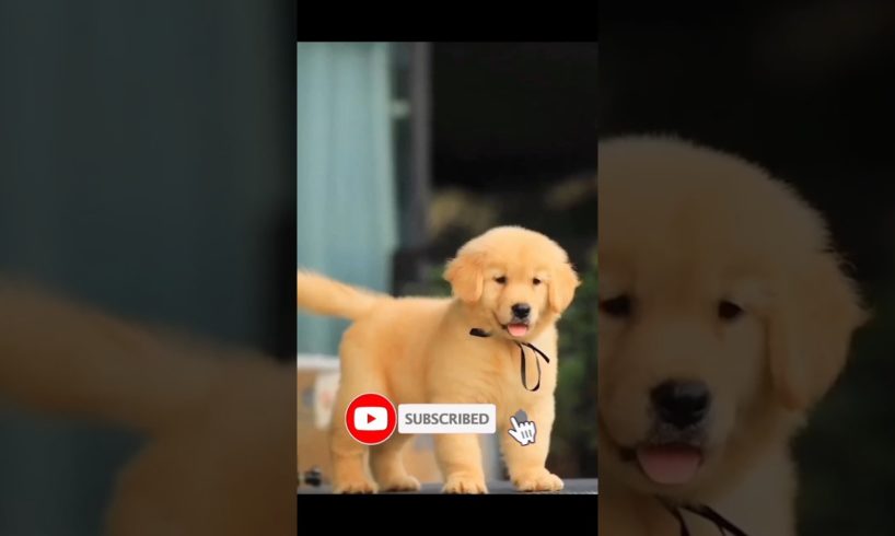 cutest puppies ❤️ #subscribe #youtubeshorts #viral #ytshorts #doglover #trending