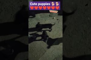 cutest puppies 🐕🐕 #youtubeshorts #shortvideo #purple ❤️❤️❤️