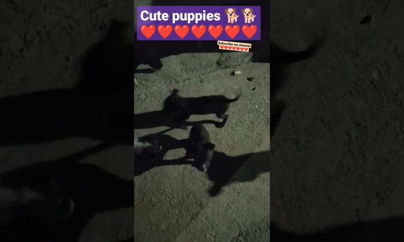 cutest puppies 🐕🐕 #youtubeshorts #shortvideo #purple ❤️❤️❤️