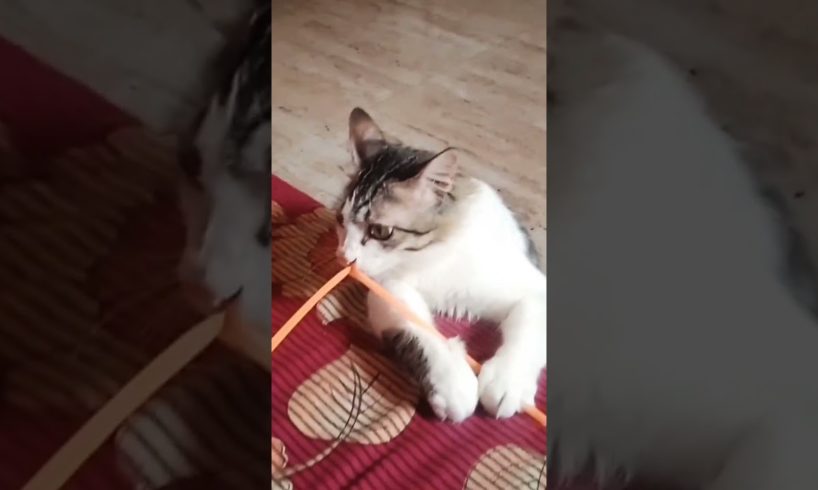 funny animals #cutecat #ytshorts