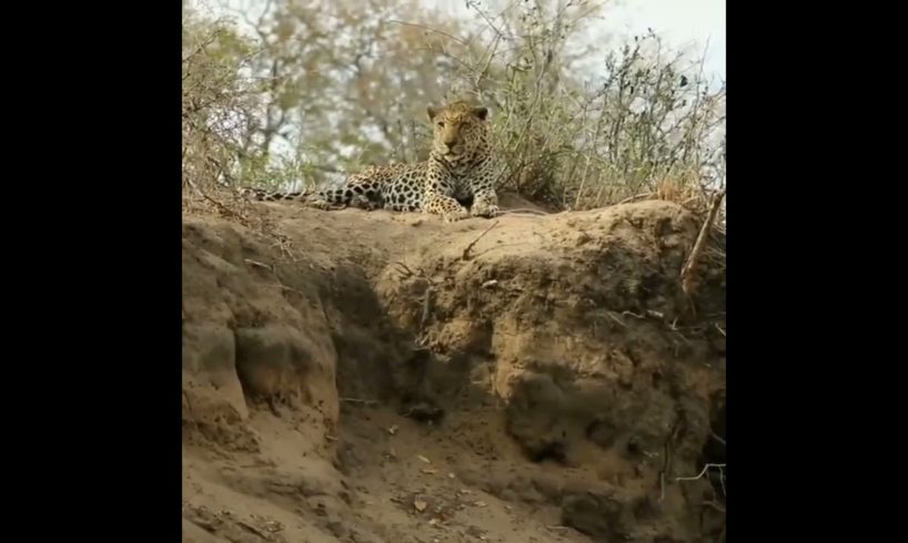 leopard escaped from the lion | #facts #shorts #animals