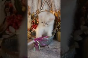 persian white kitten playing #monitization#subscribe#cat #animals#YouTube#TikTok#views #wispy birds