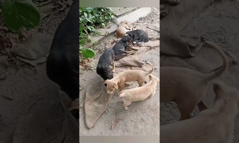 puppies❤️🐕#cute puppies #cute puppies doing #rescue puppies #cutest puppies city #viral #viralshorts