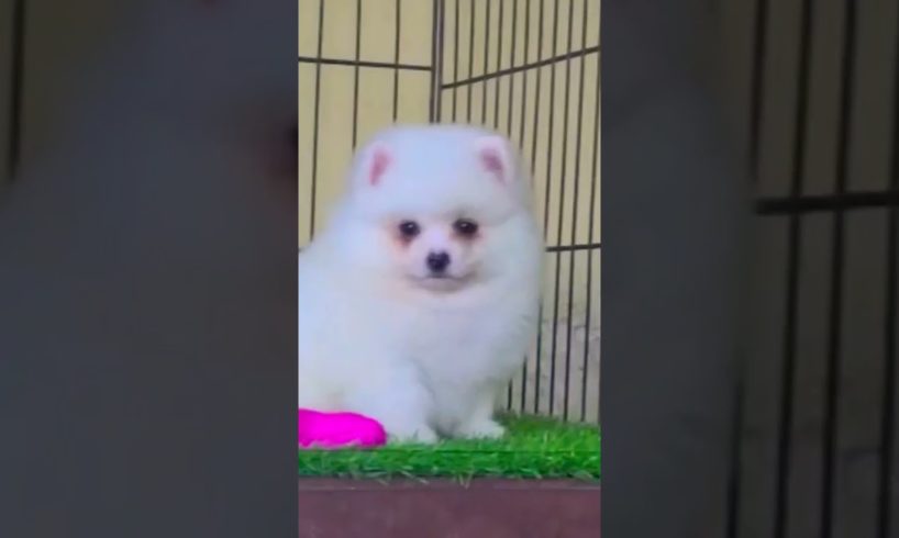 snow white🤍 puppy | cutest puppy #shortvideo #shorts #short #dog