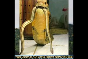 आख़िर सांप इंसानों को क्यों काटते हैं ❓😱 #shorts #amazingfacts #snake #kingcobra #snakebite