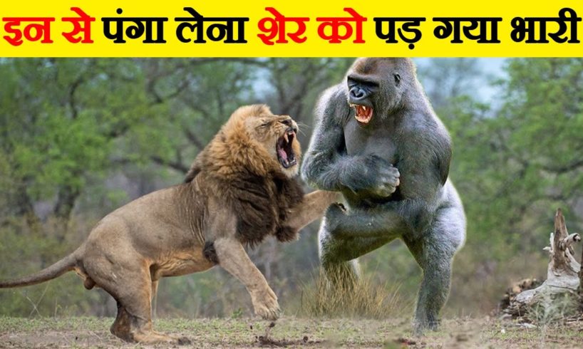 इन जानवरों के सामने शेर भी दूध पीता बच्चा है | Animals That Can Easily Kill a Lion | Lion Fights