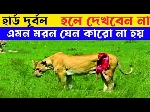 এমনই হয় সিংহের জীবন।।যা দুনিয়ার মানুষের কাছে অজানা।।Wild animal fight in wildlife