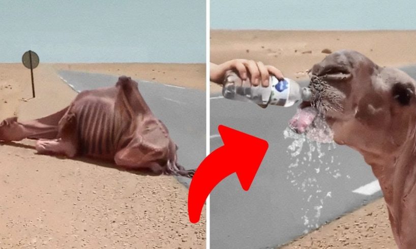 10 Unbelievable Animal Rescues You Have to See to Believe!