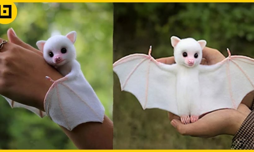 15 Cute Exotic Animals You Can Own as Pets