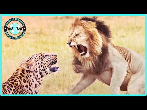 15 MOST BRUTAL Fighting Moments Between Savage Predators - Animal Fights