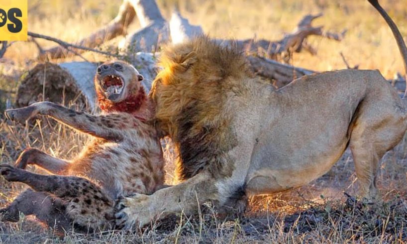 15 MOST BRUTAL Fighting Moments Between Savage Predators | Pet Spot