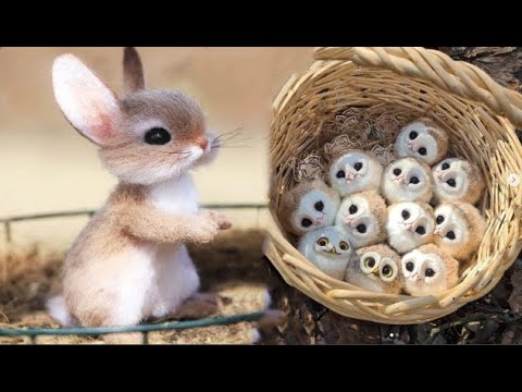 Cute baby animals Videos Compilation cute moment of the animals #16 Cutest Animals 2022