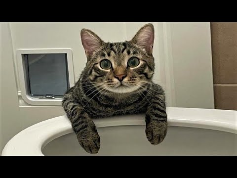 Funny animals - Funny cats / dogs - Funny animal videos / Best videos of January 2023