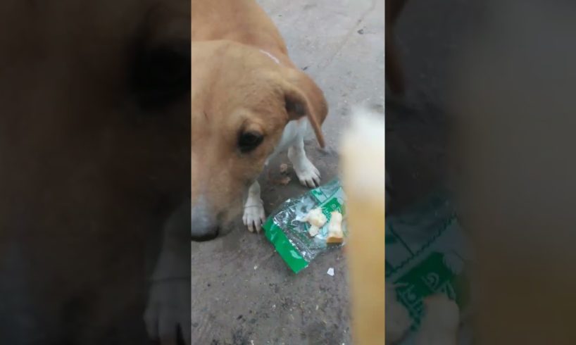 Feeding Hungry Stray Dog😔🙂Street Dogs Happiness 😇 #shorts #dog