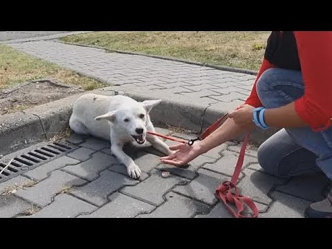 dog rescue videos - dog rescue videos transformation- rescue animal video 2023