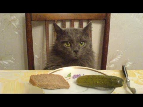 Funny animals - Funny cats / dogs - Funny animal videos 271