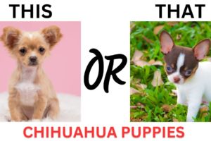 THIS or That Cute Chihuahua PUPPY Edition!! Cutest Puppies Ever!!