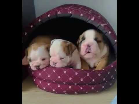 Cute puppies