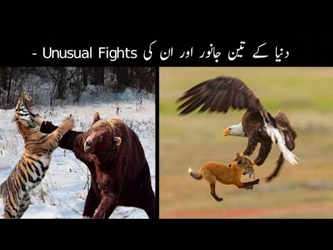 3 Unexpected Animal From Fights Cought On Camera |جانوروں کی انوکھی لڑائیاں | FactopTv