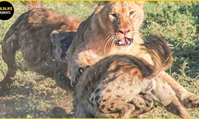 45 BRUTAL FIGHT LION VS HYENA YOU NEVER SEEN BEFORE