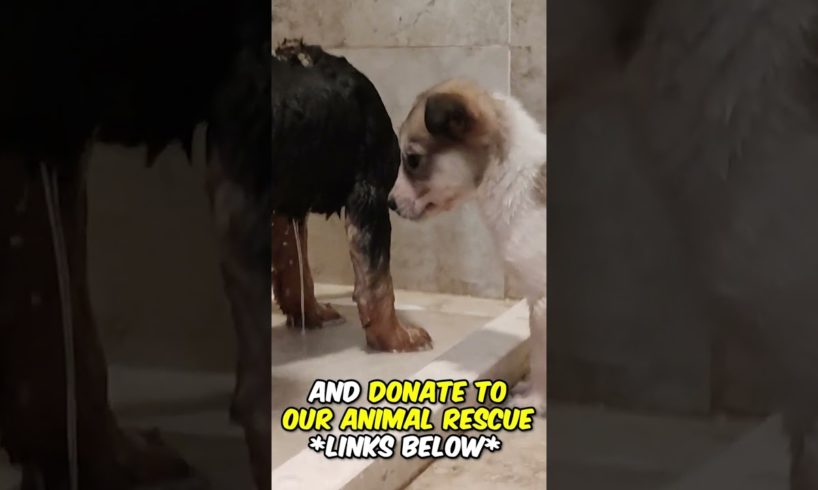 Adorable Puppy Gets Rescued from the Highway 😍 #shorts