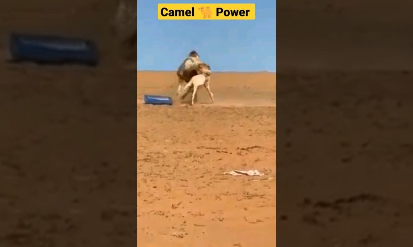 Animal fight | 🐫 vs 🐴 #shorts #fight animal fights