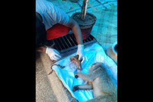 Animals Rescues Service 🙏 #Daanvir mother case | monkey rescues | karnal Rockstars ngo | dog help