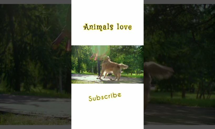 Animals love|playing with dog|