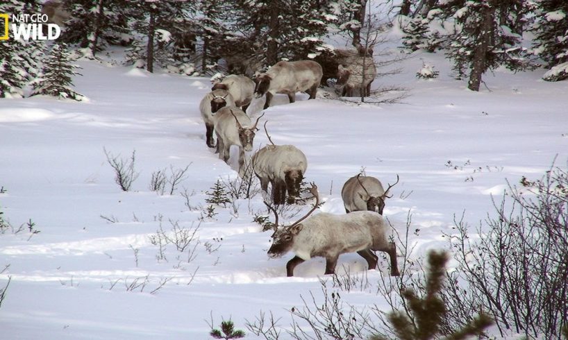 BBC I The phenomenon of snow in the wilderness I Wild Animals