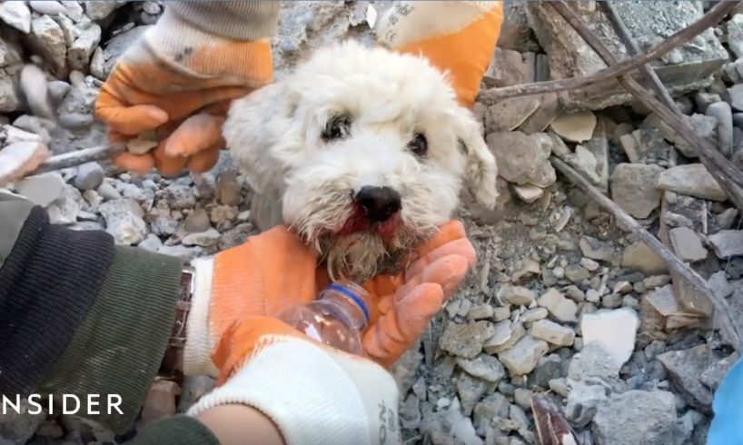 Babies And Dogs Rescued From Rubble Days After Earthquake In Turkey And Syria | Insider News