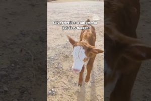 Baby Cow Rejected and Rescued |Hero of the Week