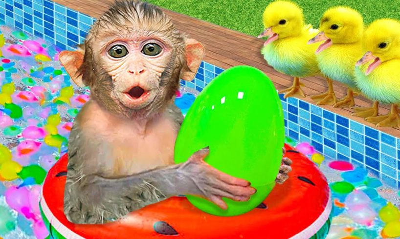 Baby Monkey KiKi playing Colorful Water Balloons Challenge with duckling at pool | KUDO ANIMAL KIKI