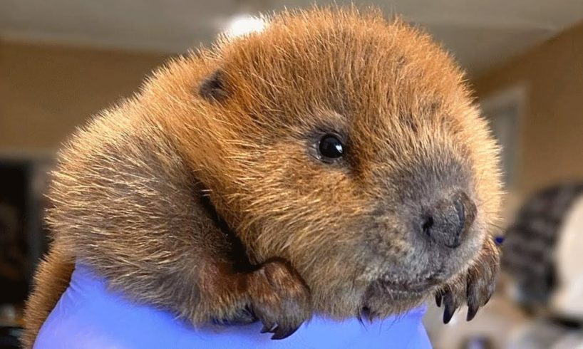 Baby beaver has uncanny object recognition