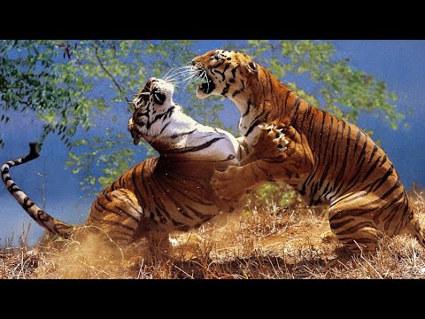 CRAZIEST Animal Fights | | All Time 2023 | | Part 1