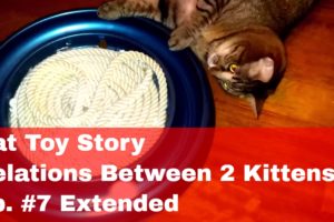 😸 Cat Toy Story ➖ Relations between two female Cats ➖ Ep. No.7 Extended 😸