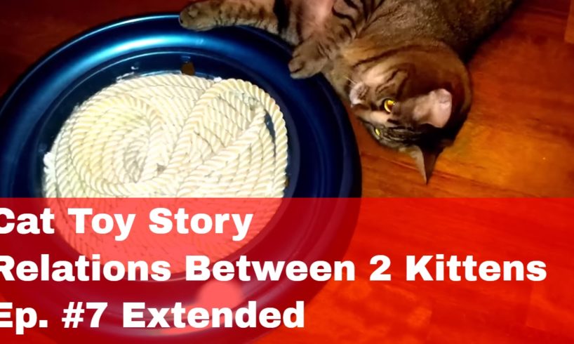 😸 Cat Toy Story ➖ Relations between two female Cats ➖ Ep. No.7 Extended 😸