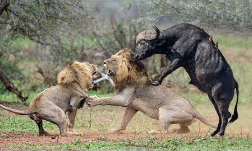 Craziest Animal Fights | Animal Fight