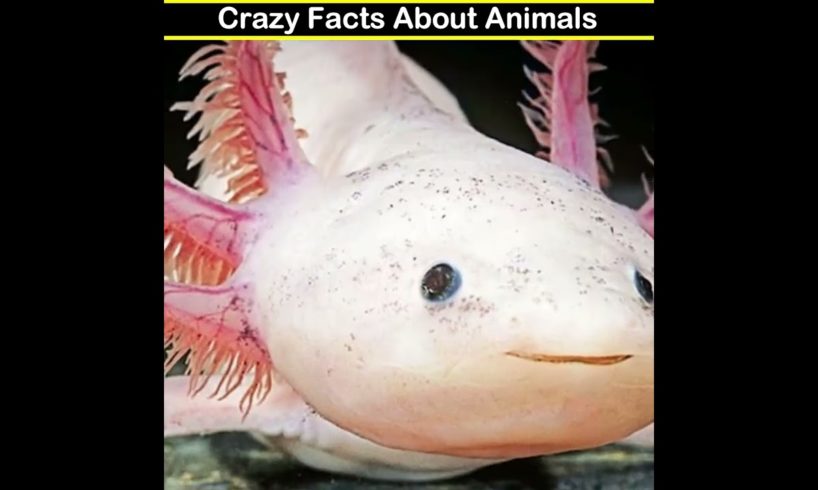 Crazy Facts About Animals 🦘#Shorts#animals#youtubeshorts#ytshorts#viral