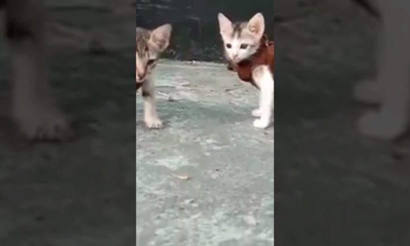 Cute🥰😍 Cat Video 2023🥰🥰 #shorts #kitten #cutecat #love #animal #youtubeshorts #ytshorts