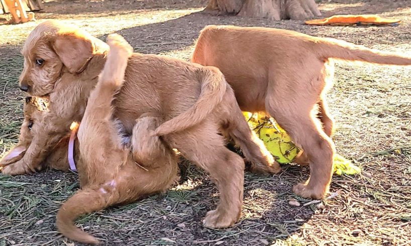 Cutest Puppies Playing Compilation | Cute Labradoodle Puppies Play Outside