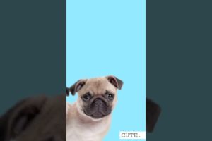 Cutest dogs! #dogs #pets #animals #fyp #nature #cute #dog #pet #animals #animation #edit #shorts