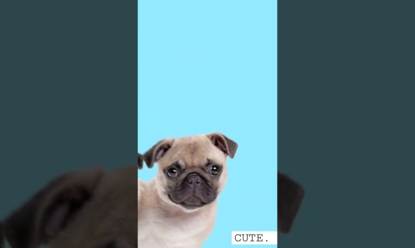 Cutest dogs! #dogs #pets #animals #fyp #nature #cute #dog #pet #animals #animation #edit #shorts