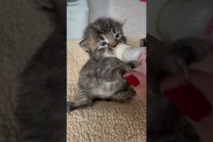 Cutest kitten drinking milk #cute #kittens #shorts