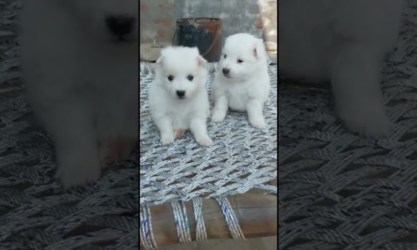 Cutest puppies #shortvideo #youtubeshorts #viral #nitinpethub #youtube #shorts @nitinpethub6042