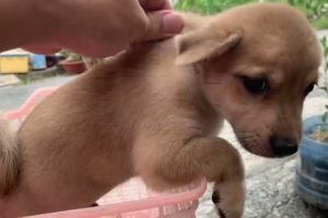 🔴 Cutest puppies videos 2023 🐶Cute Baby Animals 2023 video