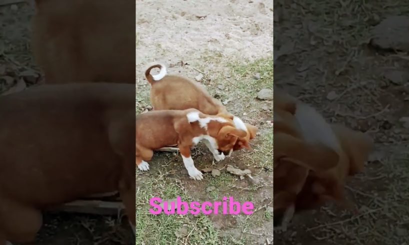 DOGS are playing #youtubeshorts #viral #shortsvideo #entertainment #animals #animalshort