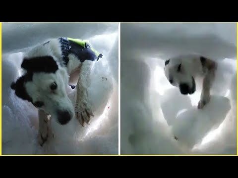 Dog Rescues a Man Buried in Snow is Heart Warming