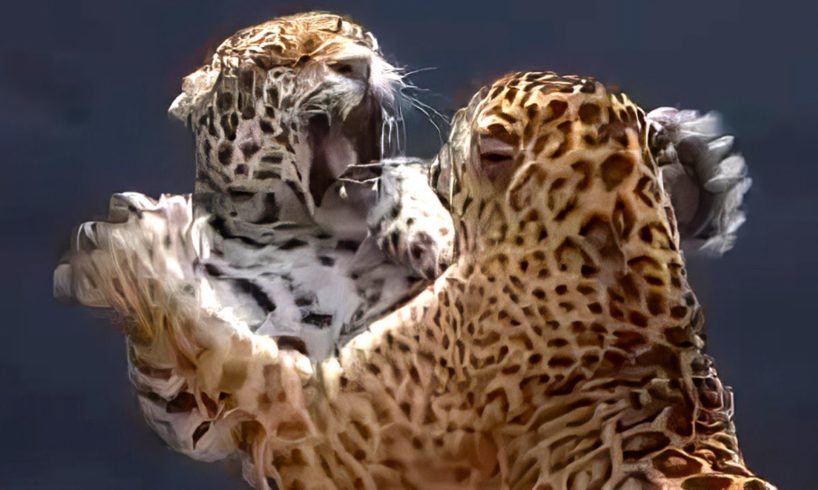 Epic Wildlife Battles Caught On Camera