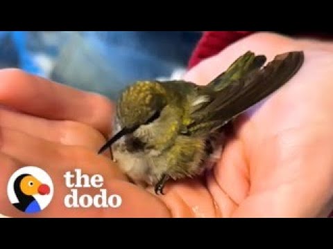 Family Rescues A Tiny Hummingbird Tangled In A Spiderweb | The Dodo